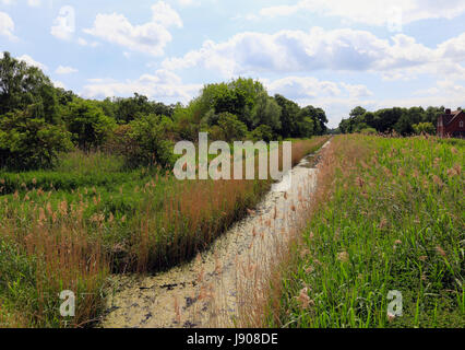 Holme Fen National Nature Reserve Stockfoto