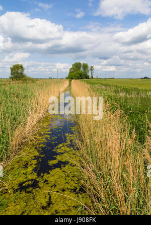 Holme Fen National Nature Reserve Stockfoto