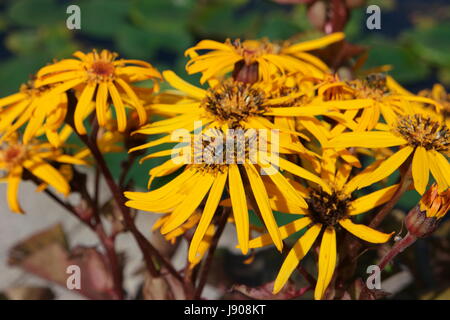 Gelbe Blüten (grobe Oxeyes, Heliopsis Helianthoides) mit einer Biene auf ihnen sitzen. Stockfoto