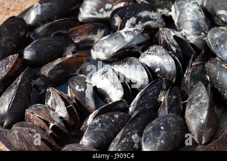 Frisch gekochte Muscheln am Meer Sonne Sommertag. Kochen im Freien. Selektiven Fokus. Stockfoto