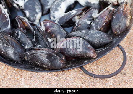 Frisch gekochte Muscheln in Metalltablett am Sandstrand bei Sonne Sommertag Stockfoto