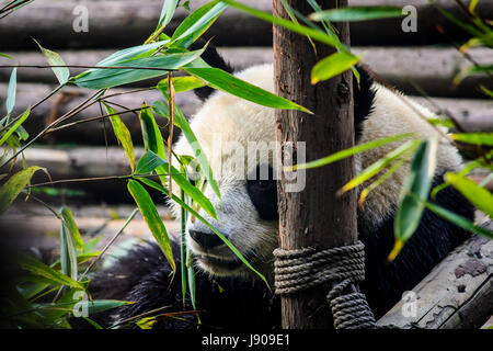 Pandas ihre Bambus Frühstück im chinesischen Chengdu Research Base Stockfoto