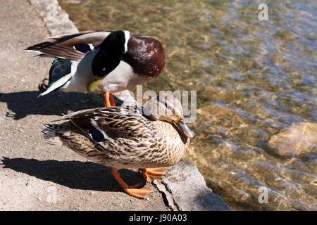 Stockente Enten im Frühjahr Stockfoto