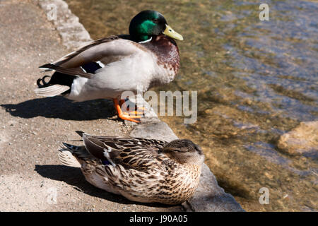 Stockente Enten im Frühjahr Stockfoto