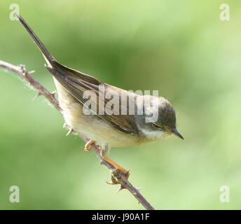 Ein Whitethroat (Sylvia communis) Sitzstangen auf trockener Dornbusch stammen. Roggen Hafen Nature Reserve. Roggen, Sussex, England, Großbritannien Stockfoto