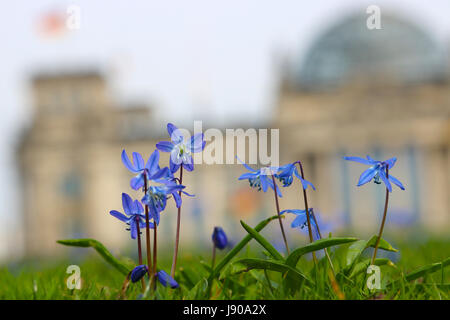 Bluebell Blumen vor einem großen historischen Gebäude in berlin Stockfoto