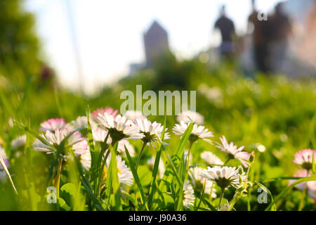 viele der Gänseblümchen auf der Wiese in der hellen Sonne vor einer Gruppe von unscharfen Menschen in einem städtischen park Stockfoto