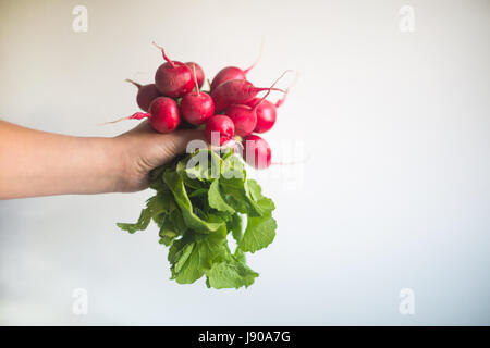 Viele rote Radieschen auf weißem Hintergrund mit textfreiraum im Zentrum Stockfoto