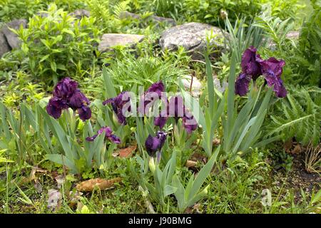 Eine violette Iris Bett nach einem strömenden Regen Stockfoto