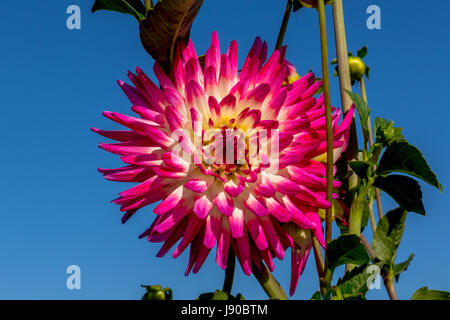 Eine wunderschöne lila rot Hybrid Dahlia wächst in einem Feld in der Stadt von Duvall, Washington Stockfoto