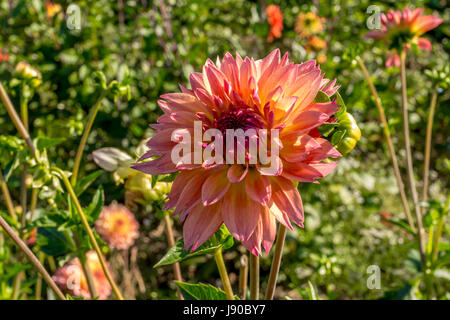 Eine rosa-Orange Dahlie wächst in einem Feld in der Stadt von Duvall, Washington. Stockfoto