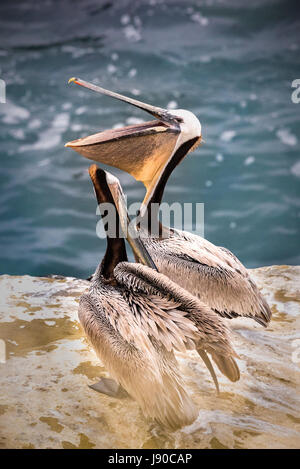 Zwei braune Pelikane zeigt die Stichplatte auf der Klippe in La Jolla, Kalifornien, USA Stockfoto