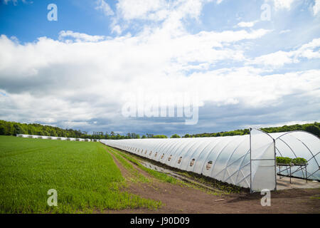 Reihen von Erdbeeren wächst in einem Folientunnel in Fife, Schottland Stockfoto