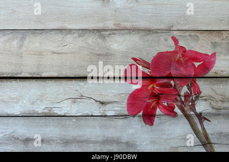 Overlay rötlich rosa Canna Lily Fower mit Tropfen Wasser auf altem Holz. Stockfoto