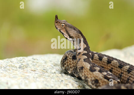 aggressive männliche Nase Hornotter auf einem Felsen (Vipera Ammodytes) Stockfoto