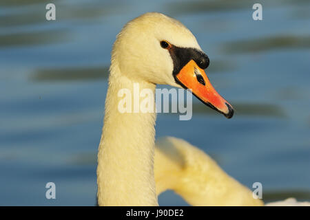 schöne Höckerschwan Porträt über blau nicht Schwerpunkt Porträt (Cygnus Olor) Stockfoto