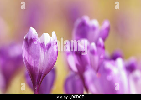 Nahaufnahme von rosa Frühling Krokusse (Crocus Sativus, wilde Blumen wachsen auf Bergwiese) Stockfoto