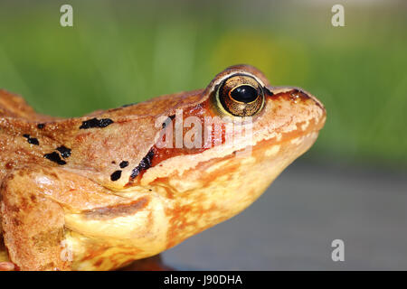 gemeinsamen europäischen Frosch Höhenplan (Rana Temporaria) Stockfoto