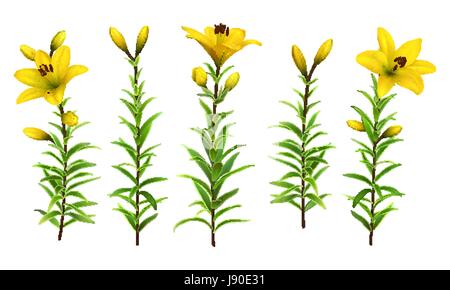 Gelbe Lilien mit grünem Stiel und Blättern. Satz von realistischen Blumen. Bunte Blumen-Vektor-Illustration. Stock Vektor