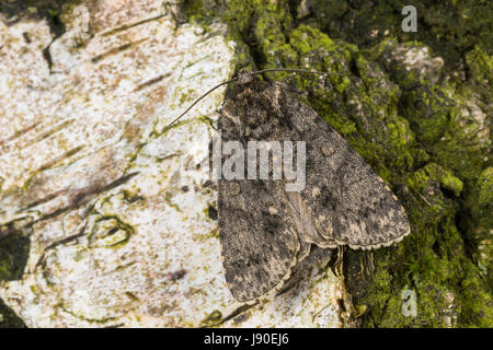 Ampfer-Rindeneule, Ampferrindeneule, Ampfereule, Acronicta Rumicis, Viminia Rumicis Acronycta Salicis, Knot Grass, Knot Grass Moth, La Noctuelle de Stockfoto