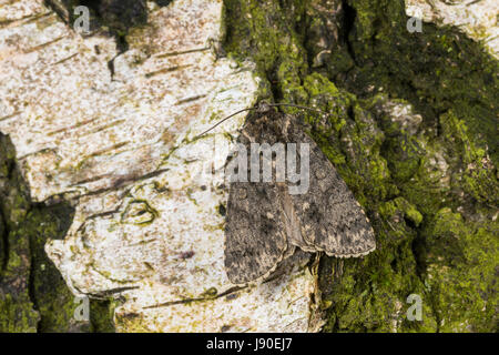 Ampfer-Rindeneule, Ampferrindeneule, Ampfereule, Acronicta Rumicis, Viminia Rumicis Acronycta Salicis, Knot Grass, Knot Grass Moth, La Noctuelle de Stockfoto