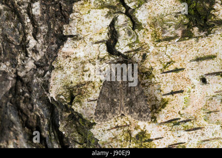 Ampfer-Rindeneule, Ampferrindeneule, Ampfereule, Acronicta Rumicis, Viminia Rumicis Acronycta Salicis, Knot Grass, Knot Grass Moth, La Noctuelle de Stockfoto