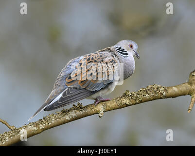 Turteltaube - Streptopelia turtur Stockfoto