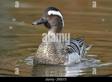 Garganey - Anas Querquedula - männlich Stockfoto