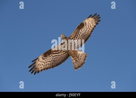 Honig-Bussard Pernis apivorus Stockfoto