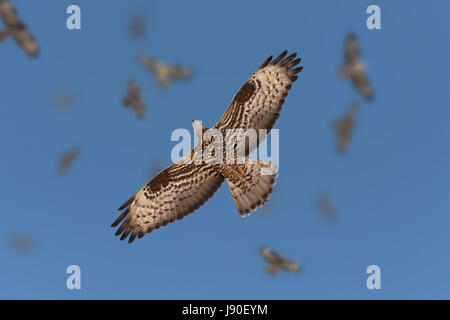 Honig-Bussard Pernis apivorus Stockfoto