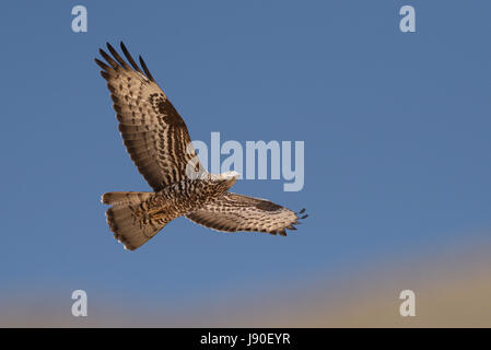 Honig-Bussard Pernis apivorus Stockfoto