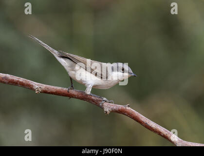 Lesser Whitethroat - Sylvia curruca Stockfoto