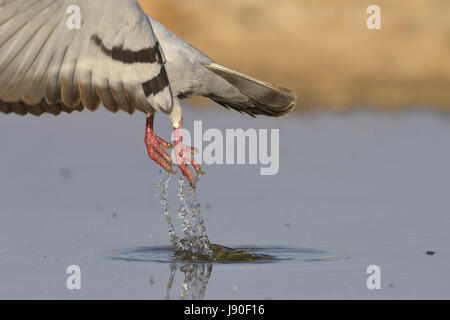 Felsentaube - Columba livia Stockfoto