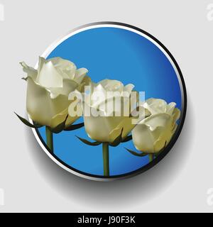 3D Abbildung eines Trios von weißen Elfenbein Rosen über blauen metallischen Rand auf weißem Hintergrund Stock Vektor