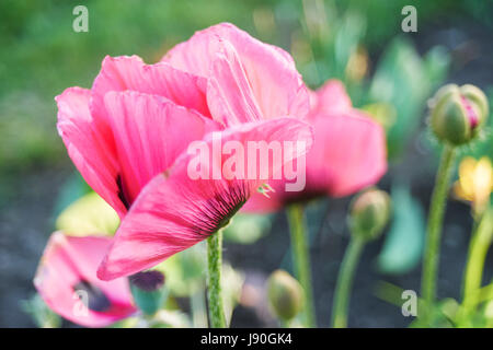 Rosa Mohn Blumen im Freien. Stockfoto