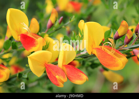 Gemeinsamen Ginster Cytisus Scoparius SSP. scoparius Stockfoto