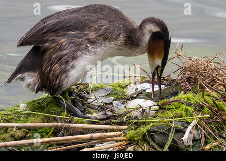 London, UK. 30. Mai 2017. Ein Haubentaucher schaltet Canada Water Teich Eizellen. © Guy Corbishley/Alamy Live-Nachrichten Stockfoto