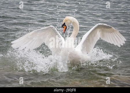 London, UK. 30. Mai 2017. Höckerschwan auf Canada Water Teich © Guy Corbishley/Alamy Live News Stockfoto