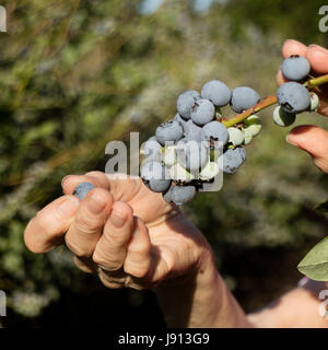 Nahaufnahme der Hand einer Frau, die Ernte Heidelbeeren im April in der Nähe von Ocala Florida USA 2017 Stockfoto