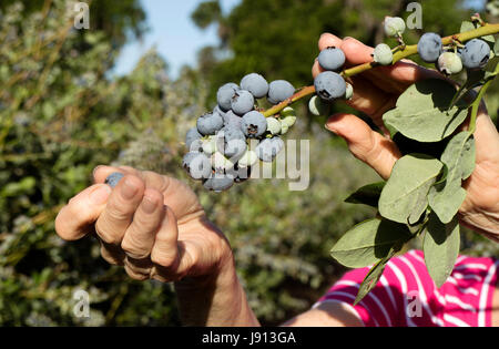 Nahaufnahme der Hand einer Frau, die Ernte Heidelbeeren im April in der Nähe von Ocala Florida USA 2017 Stockfoto