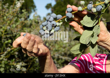 Nahaufnahme der Hand einer Frau, die Ernte Heidelbeeren im April in der Nähe von Ocala Florida USA 2017 Stockfoto