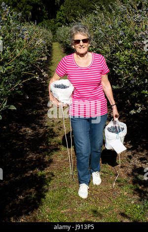 Frau, die in Eimer gestellt und wog bei der Heidelbeere-Ernte im April in der Nähe von Ocala Florida USA 2017 Blaubeeren pflücken Stockfoto