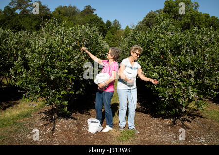 Frauen, die in Eimer gestellt und wog bei der Heidelbeere-Ernte im April in der Nähe von Ocala Florida USA 2017 Blaubeeren pflücken Stockfoto