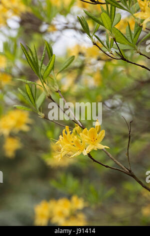 Rhododendron Luteum. Gelbe Azalee Stockfoto