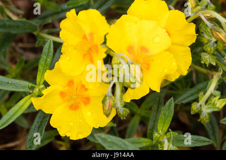 Leuchtend gelben Blüten der ornamentalen schleichende Rock Rose, Helianthemum "Ben Fhada" Stockfoto