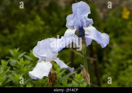 Zerzauste Stürze und Standards für die duftenden blauen hohen Bartiris, "Jane Phillips" Stockfoto