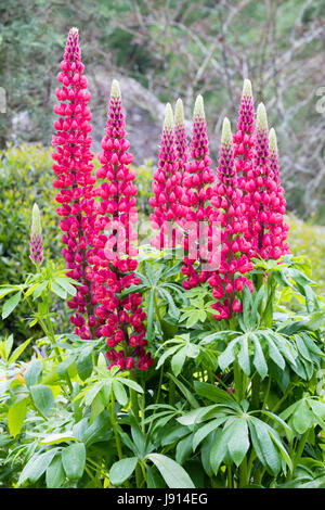 Rot-rosa Blüten in einer einzigen Spitze Frühsommer blühende Lupine, Lupinus "The Page" Stockfoto