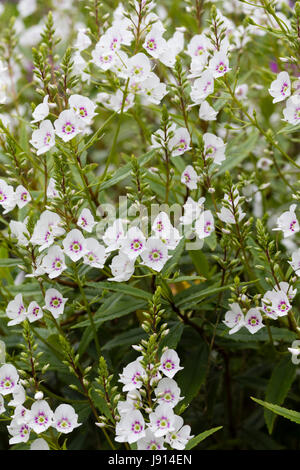 Frühe Sommerblumen von der kompakten Sub-Strauch, Parahebe Catarractae 'White Cloud' Stockfoto