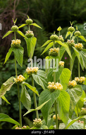 Aufrechte Stängel und Quirlen von vermummten gelben Blüten der die behaarte mehrjährige, Phlomis russeliana Stockfoto