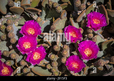 Der Beavertail Kaktus blühen im Joshua Tree Nationalpark, Kalifornien, USA Stockfoto